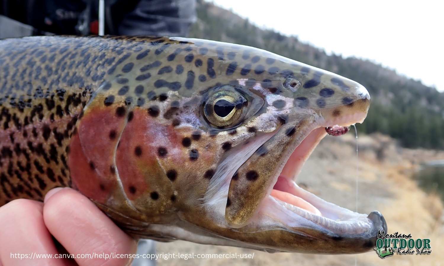 Perfect Conditions for Big Trout on Buffalo Creek – Dark Skies Fly Fishing