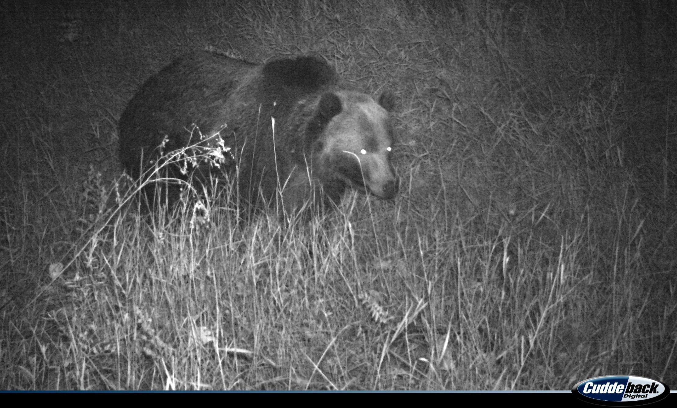 Brett French reports: Grizzly bear photographed in Missouri Breaks