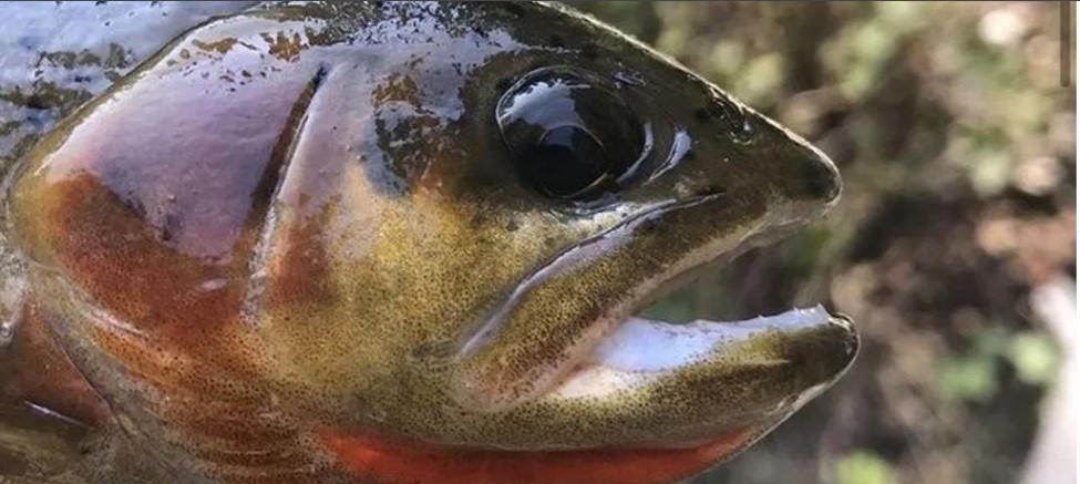 Save Wild Trout Announces Advisory Board