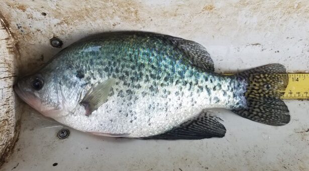 FWP News: FWP ENCOURAGED BY EXPERIMENTAL CRAPPIE PRODUCTION - Montana  Hunting and Fishing Information