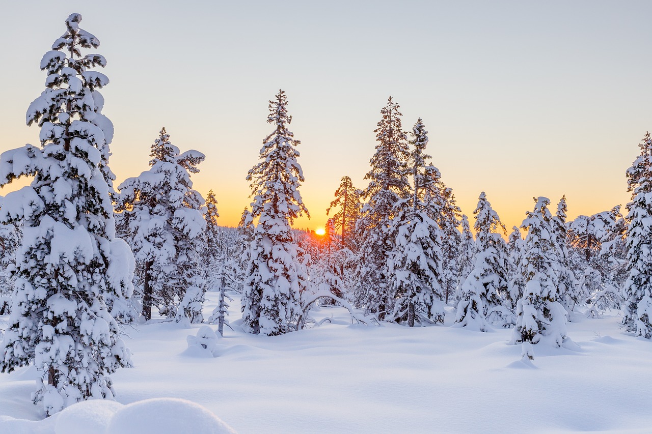 Christmas Tree Permits on Lolo National Forest Available starting November 9