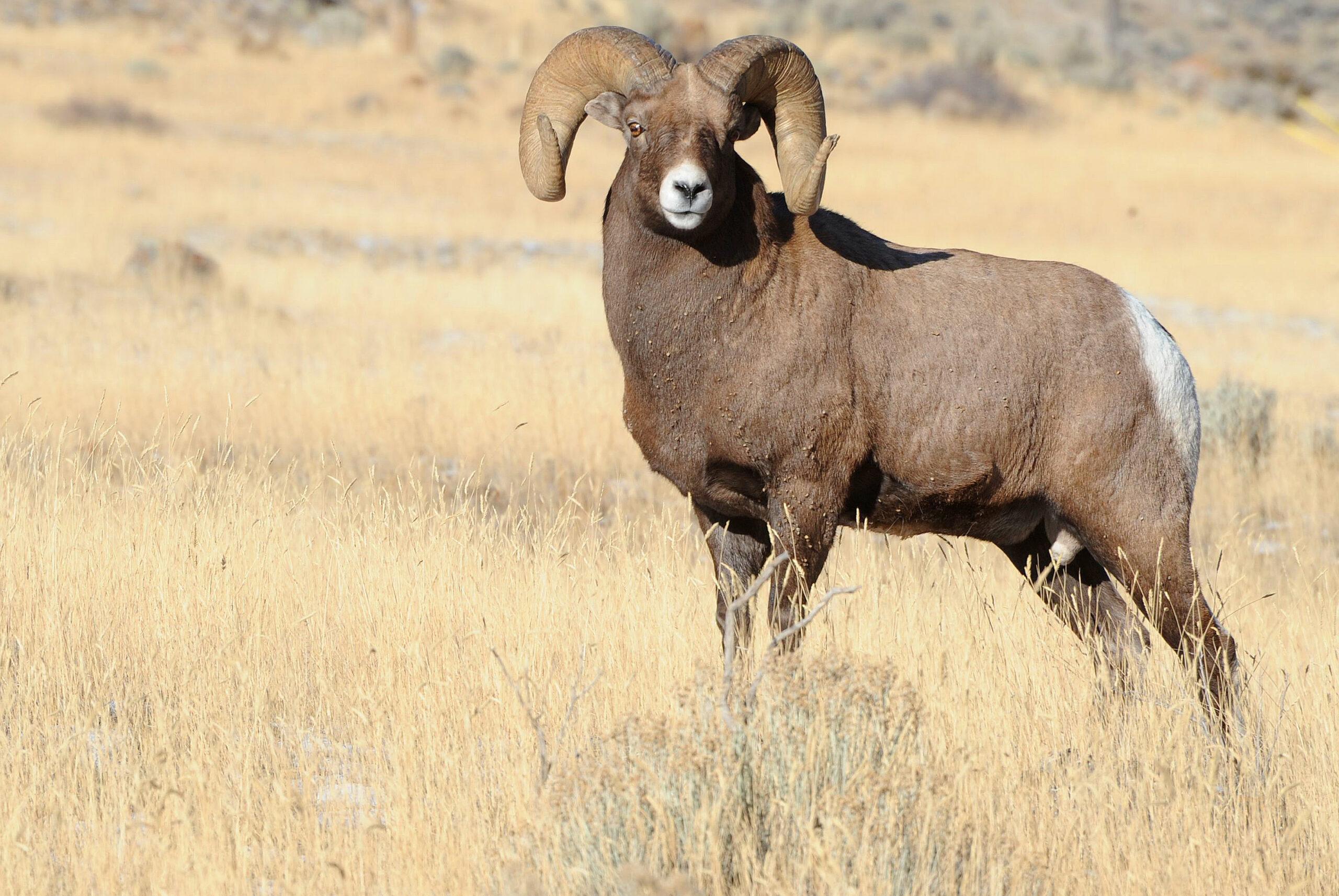 Brett French Reports: Changes to backcountry bighorn hunts considered
