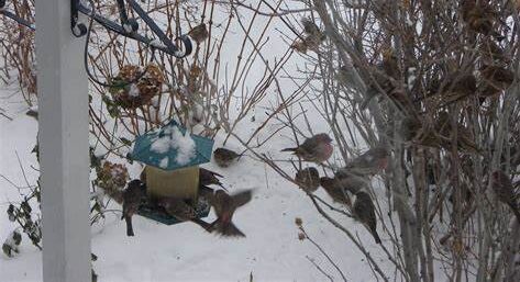 BIRDS HAVE TO EAT TO TWEET !!! by Montana Grant