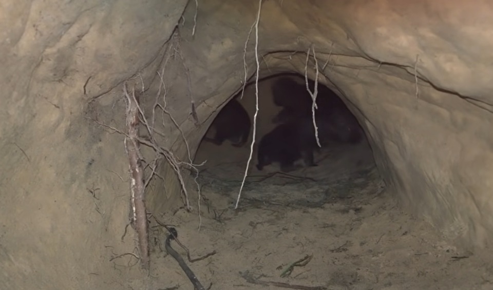 Bear attack on wolf den