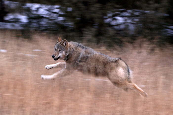 Wolf 2306-OR shortly after release in Colorado on December 19, 2023. Photo: Colorado Parks and Wildlife