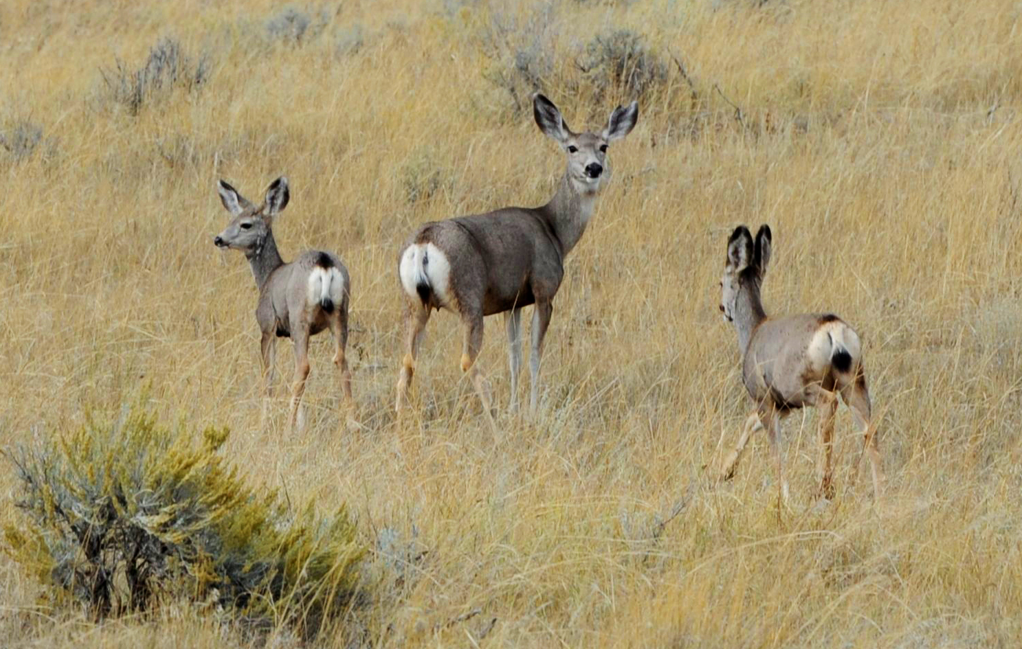 Brett French reports: Commission cuts mule deer doe hunting in Eastern ...