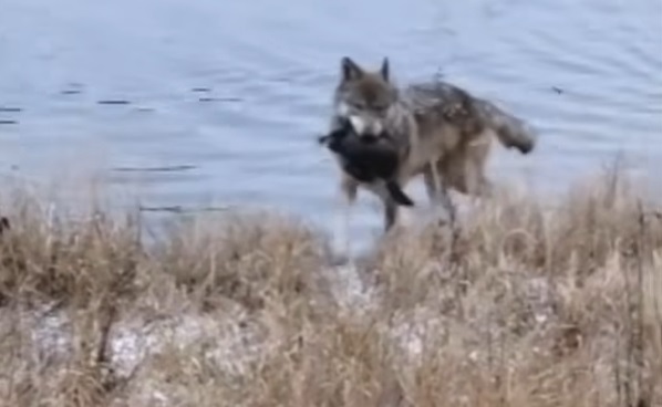 Rare footage of wolf catching beaver