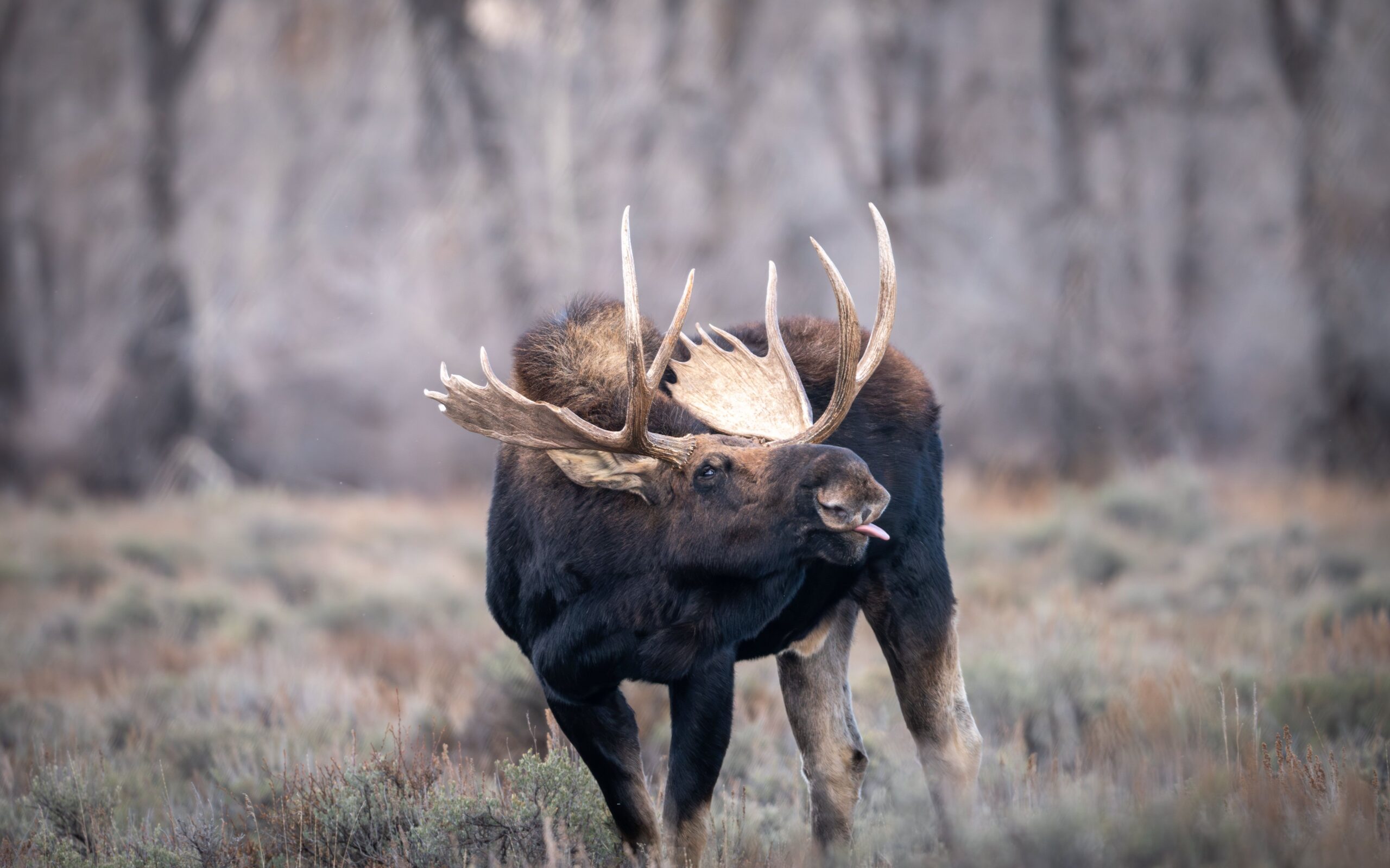 Brett French reports: Moose migrating to southeastern Montana