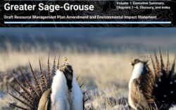 sage grouse