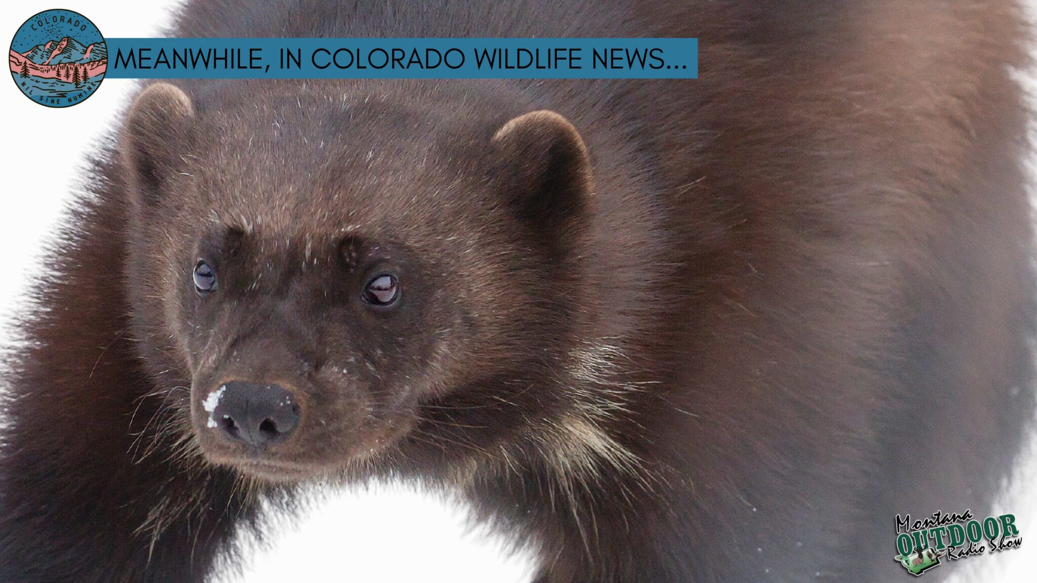Wolverine reintroduction bill is introduced through Colorado