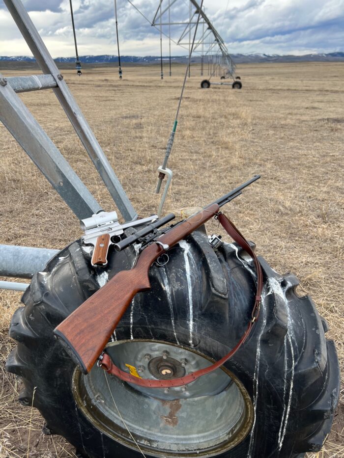 GOPHER GUTS!!! by Montana Grant Montana Hunting and Fishing Information