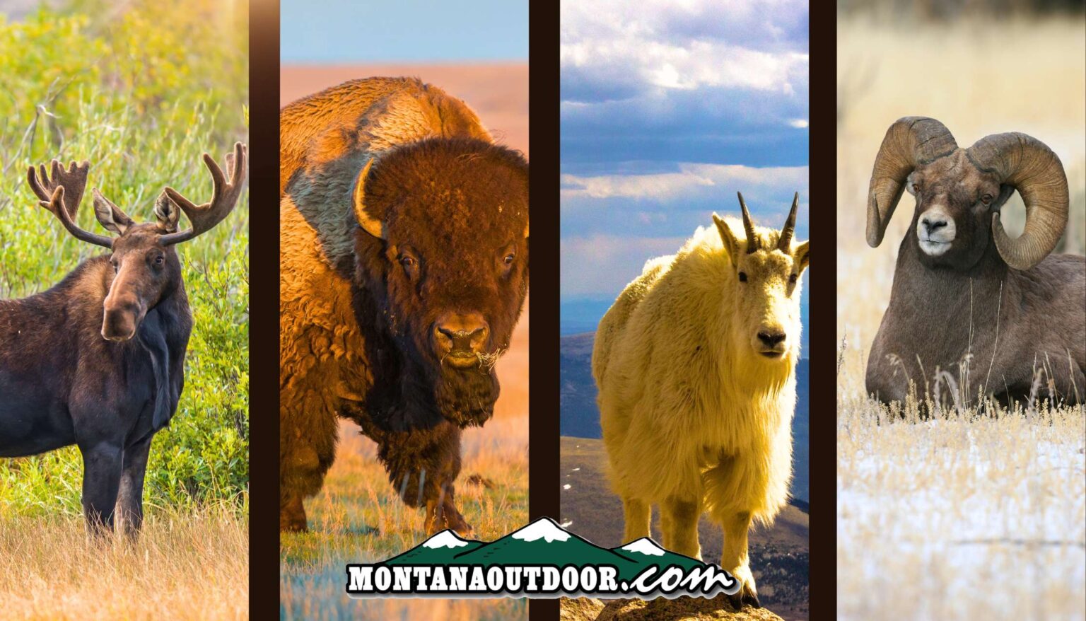 Application Deadline for Moose, Sheep, Goat, Bison Approaching