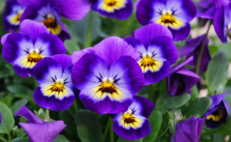 PANSY POWER!!! by Montana Grant