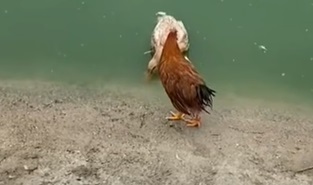 A Very Unlucky Duck