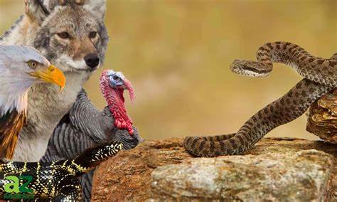 SNAKES, RATTLE, and UH OH!!! by Montana Grant