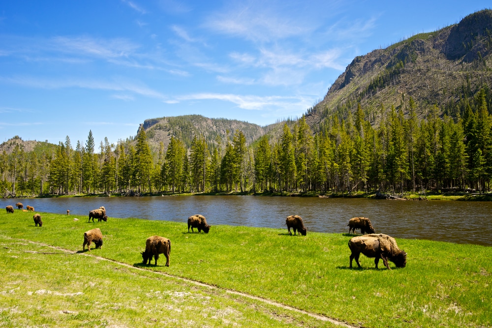 WHERE THE BUFFALO ROAM!!! by Montana Grant