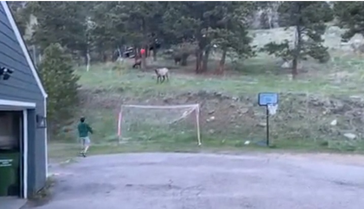 Elk Playing Soccer with Youngsters