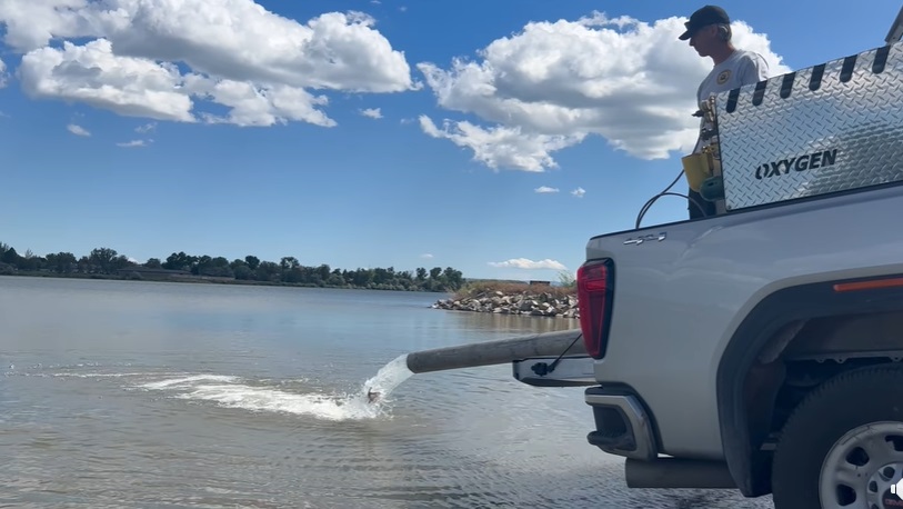 FWP News: Lake Elmo was Stocked Two Days Ago