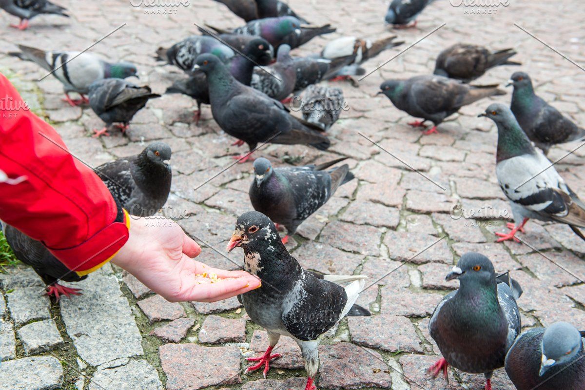 DON’T FEED THE DUCKS!!!