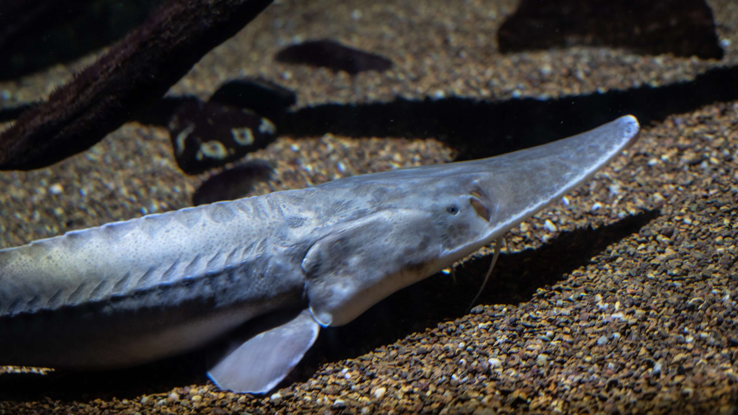 FWP News: Anglers: If you don’t know, let it go