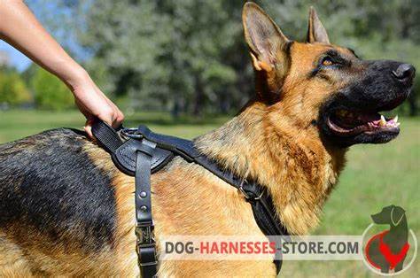 DOG PROTECTION!!! by Montana Grant