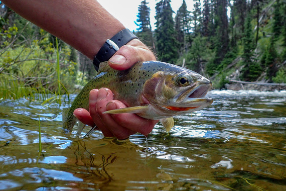 FWP News: Northwest Montana rivers warming up: Anglers asked to help reduce stress on trout