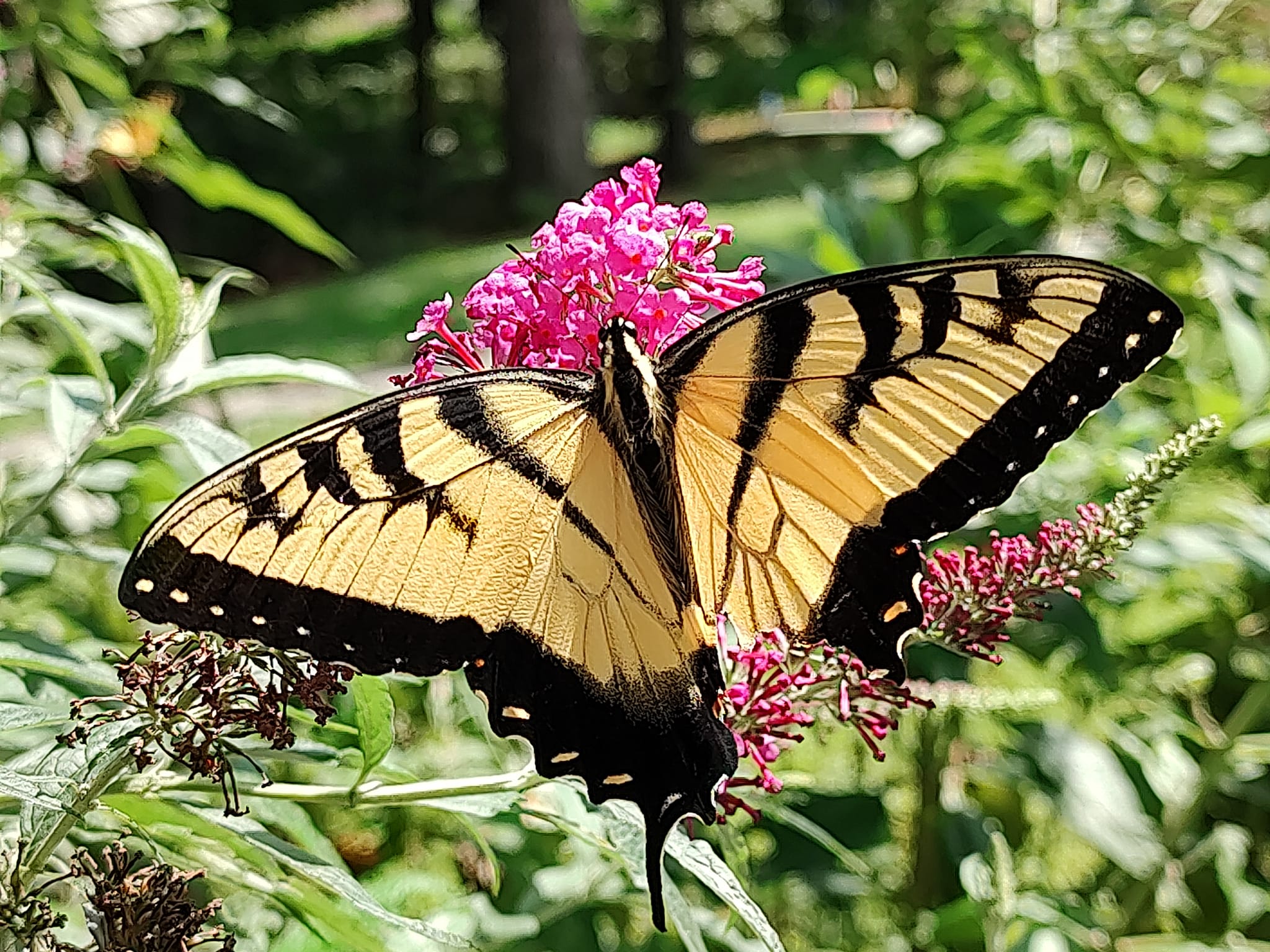 BUTTERFLIES! by Montana Grant