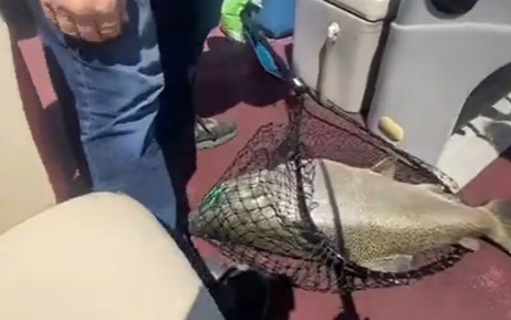 WATCH: Record Chinook Salmon Catch