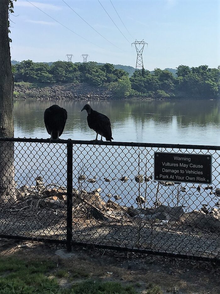 Buzzard signs Montana Hunting and Fishing Information