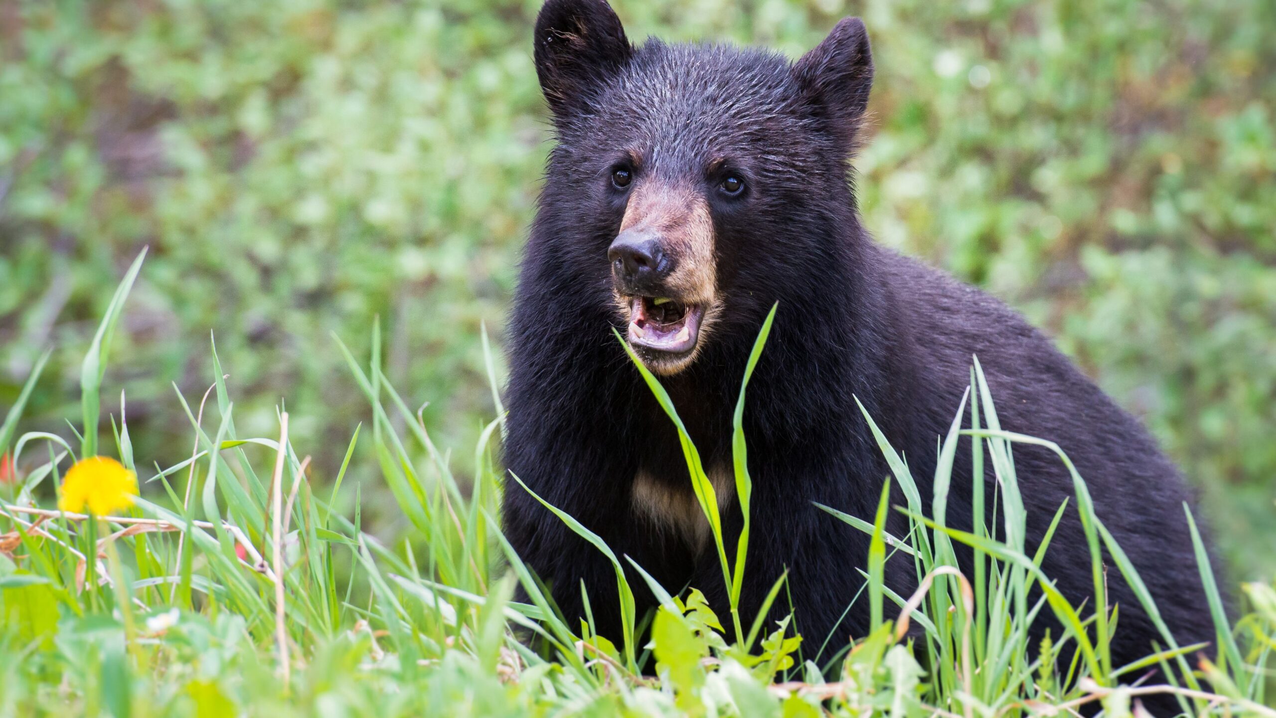 12-Year-Old Hunter’s Shot Ends Bear Attack on Dad
