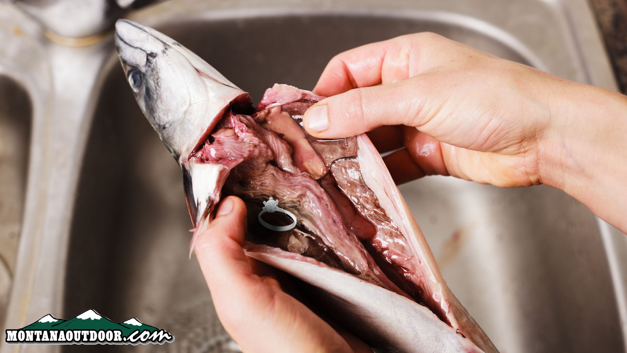 Fishy Finds: Strange Things Discovered in Fish Bellies