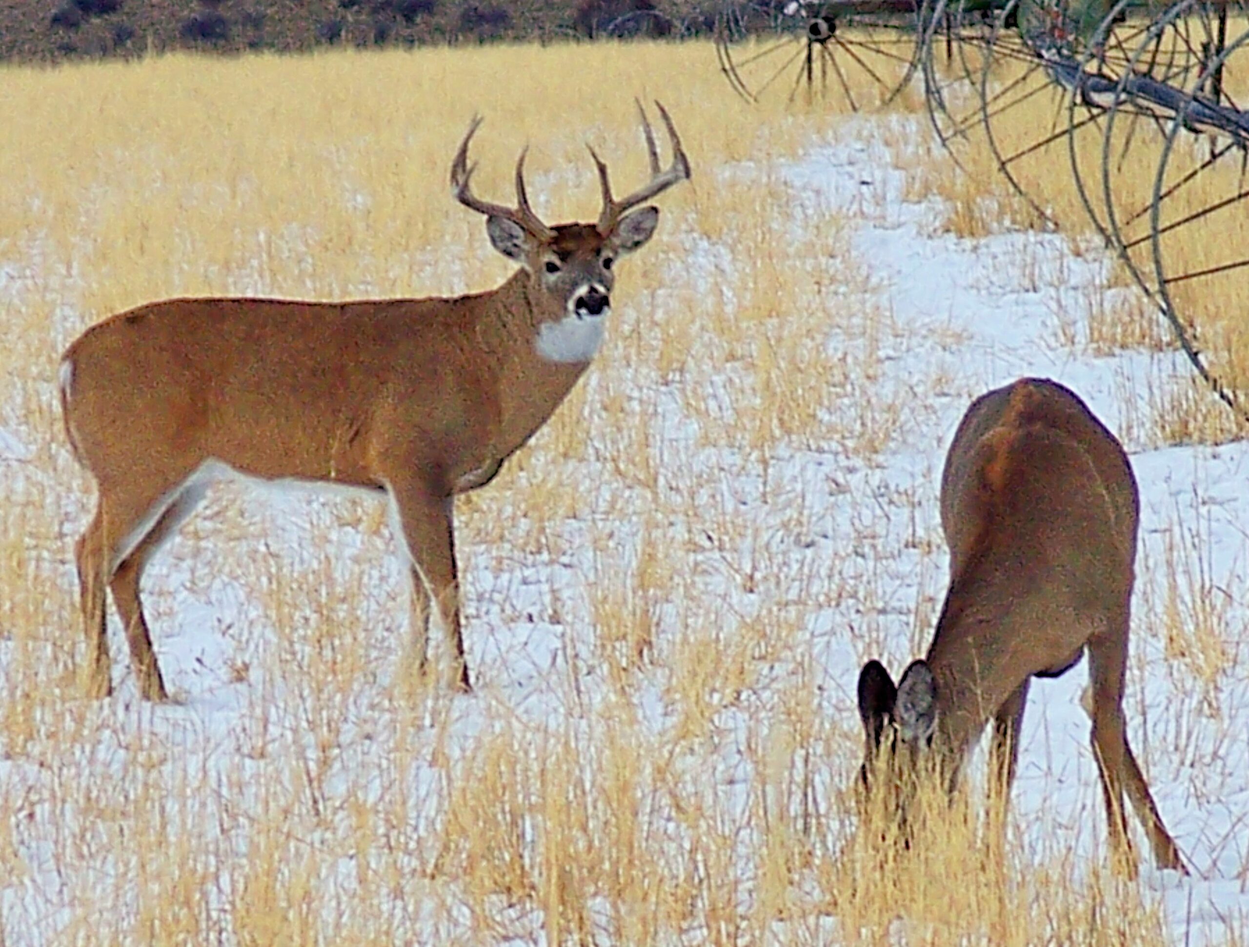IN THE RUT!!! by Montana Grant