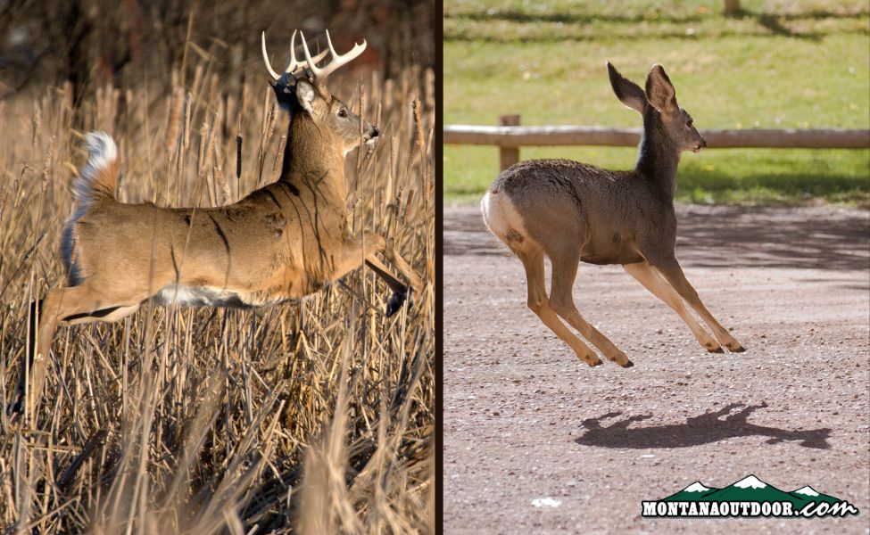 Battle of the Backyard Bucks: Whitetail vs. Mule Deer