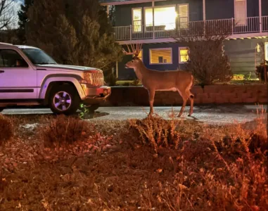 Monster Buck Montana