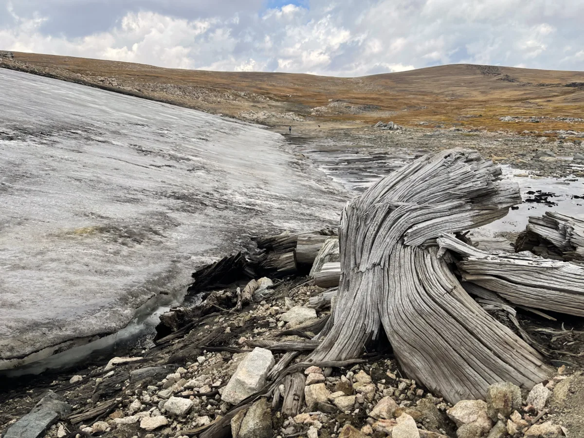 Daniel Stahle, Courtesy photo Analysis of subfossil whitebark pine (Pinus albicaulis) wood beneath a melting ice patch in the Yellowstone region indicates that a mature forest grew above treeline between 5,950-5,440 calendar year before present when the temperatures were similar to 20th century conditions and cooler than present.