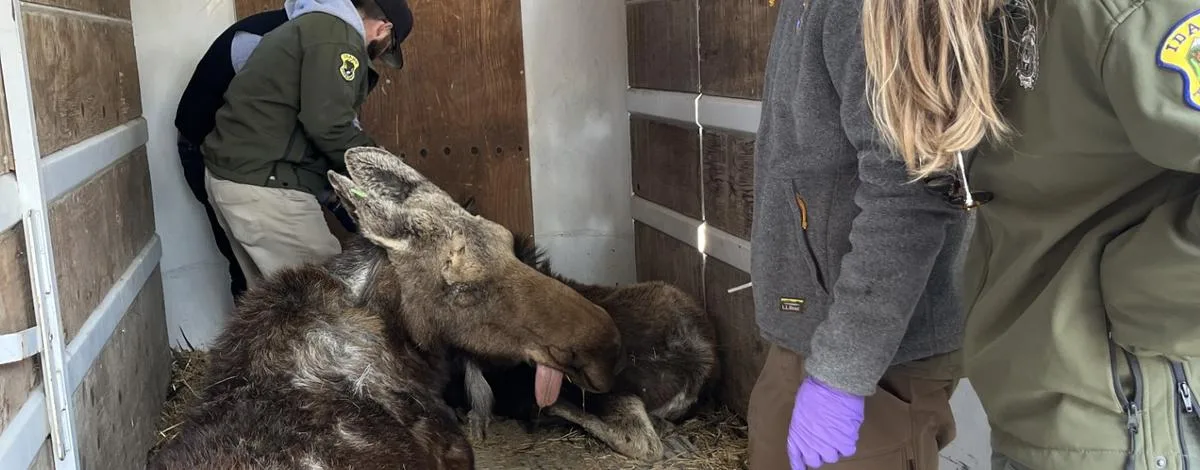 Moose family relocated
