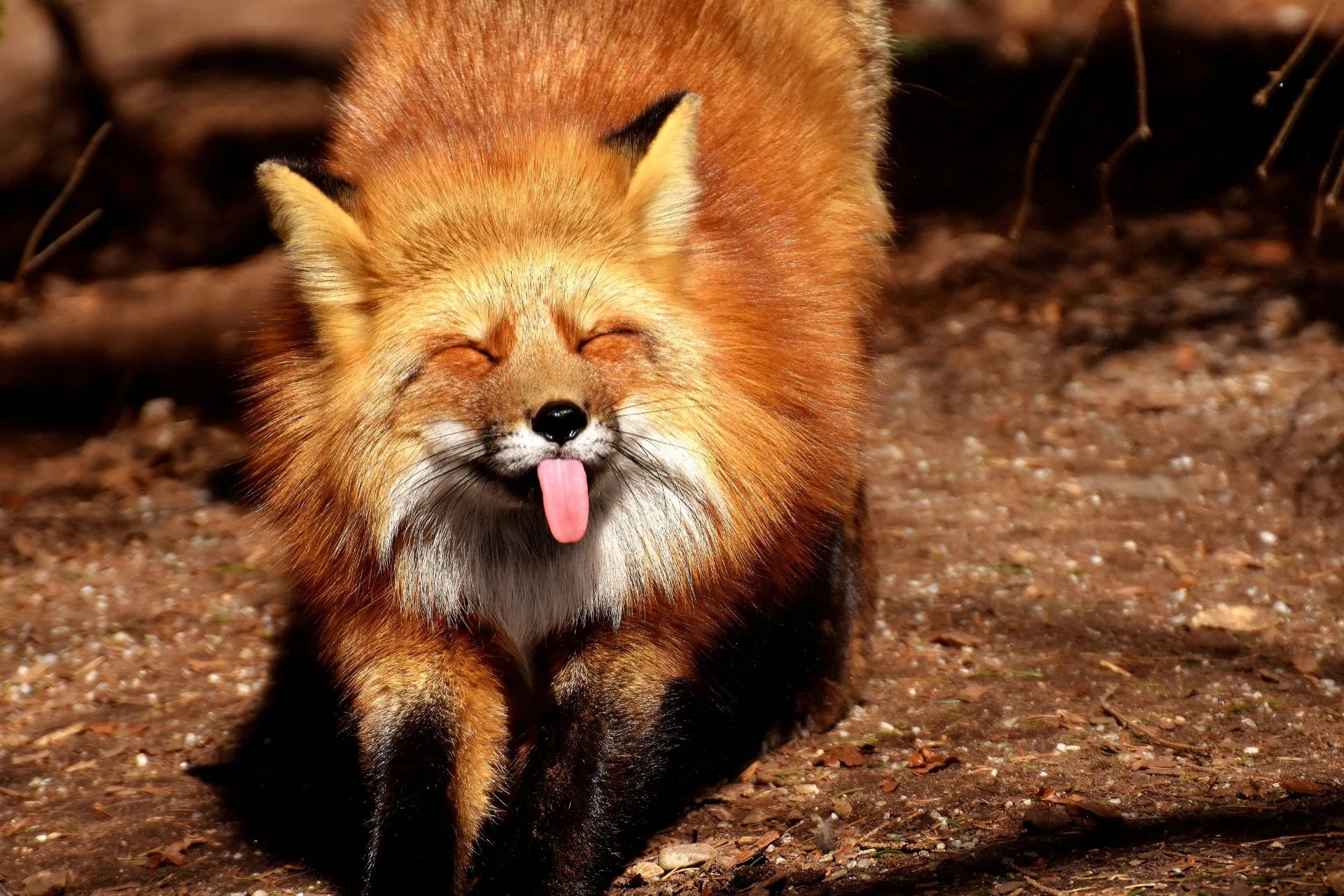 Fox Tastes Like Elk? It Can…