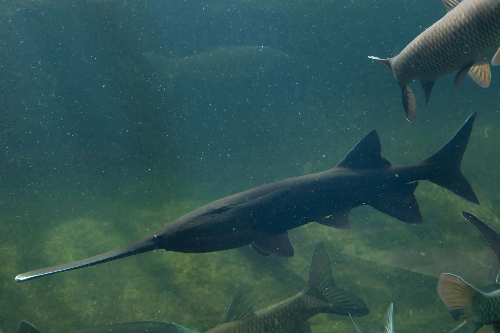 How To Snag and Release Paddlefish with FWP