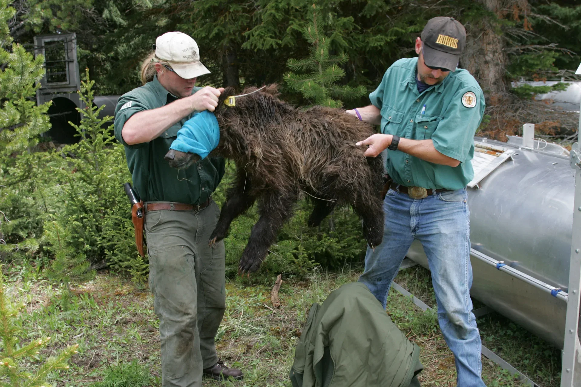 BIOLOGISTS SET TO BEGIN GRIZZLY BEAR CAPTURES FOR RESEARCH PURPOSES ON THE BEAVERHEAD-DEERLODGE NATIONAL FOREST AND CUSTER GALLATIN NATIONAL FOREST