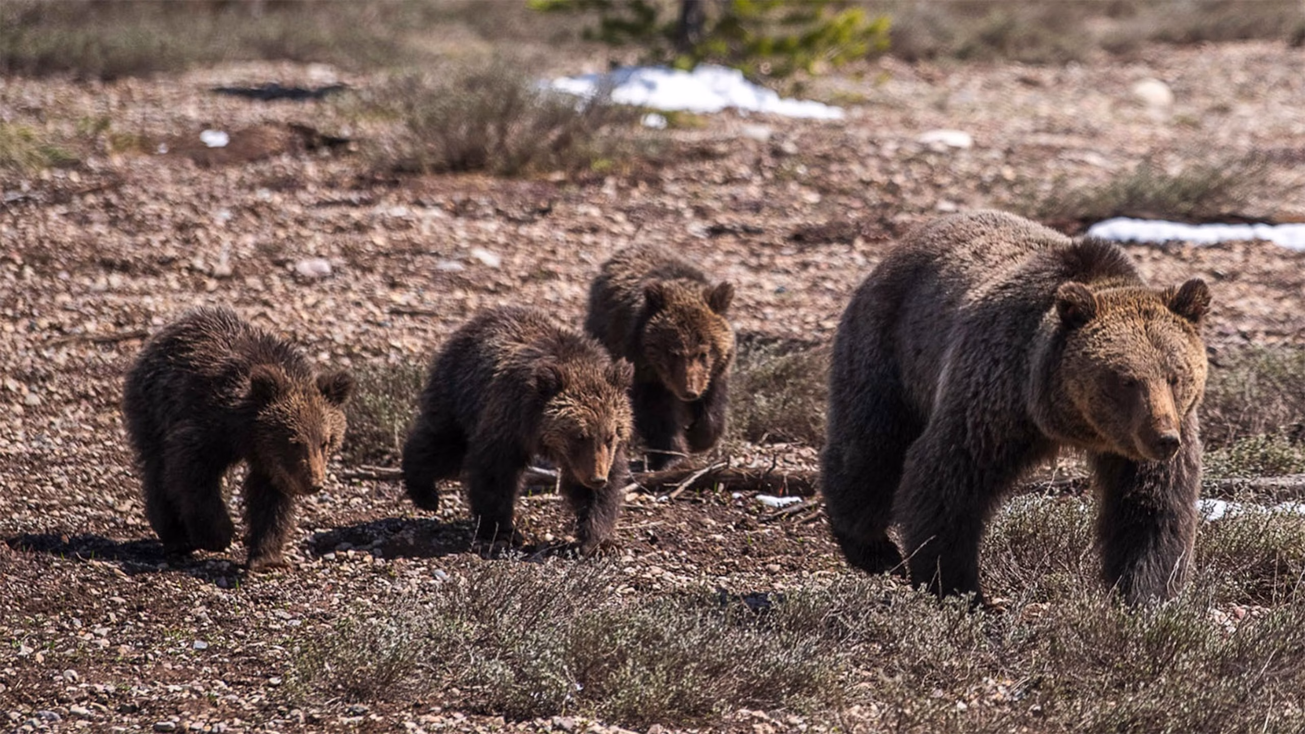 Cannibal Male Grizzly Kills and Consumes Two of Grizzly 1063’s Cubs