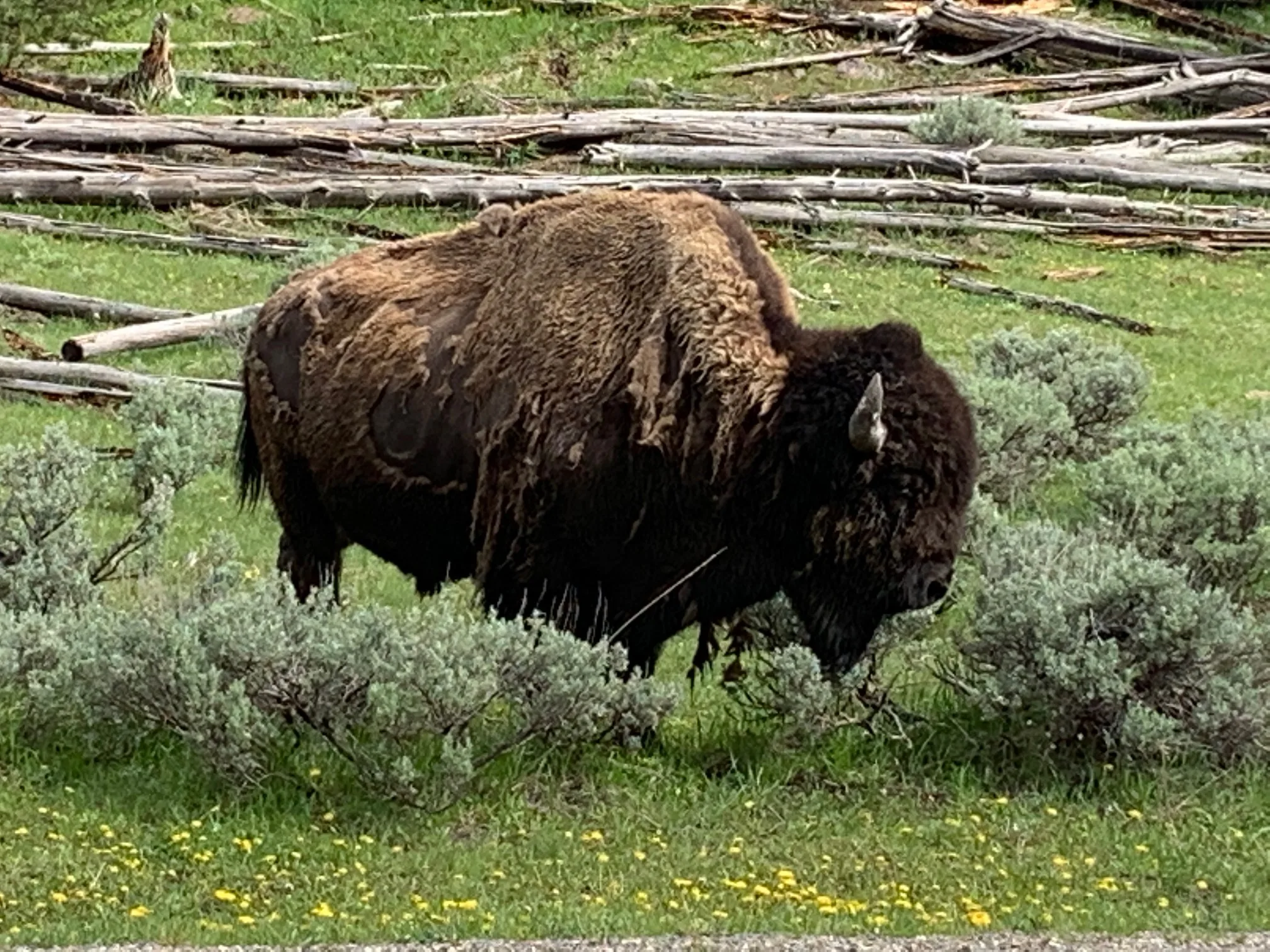 Bison Waste, Prairie Gain