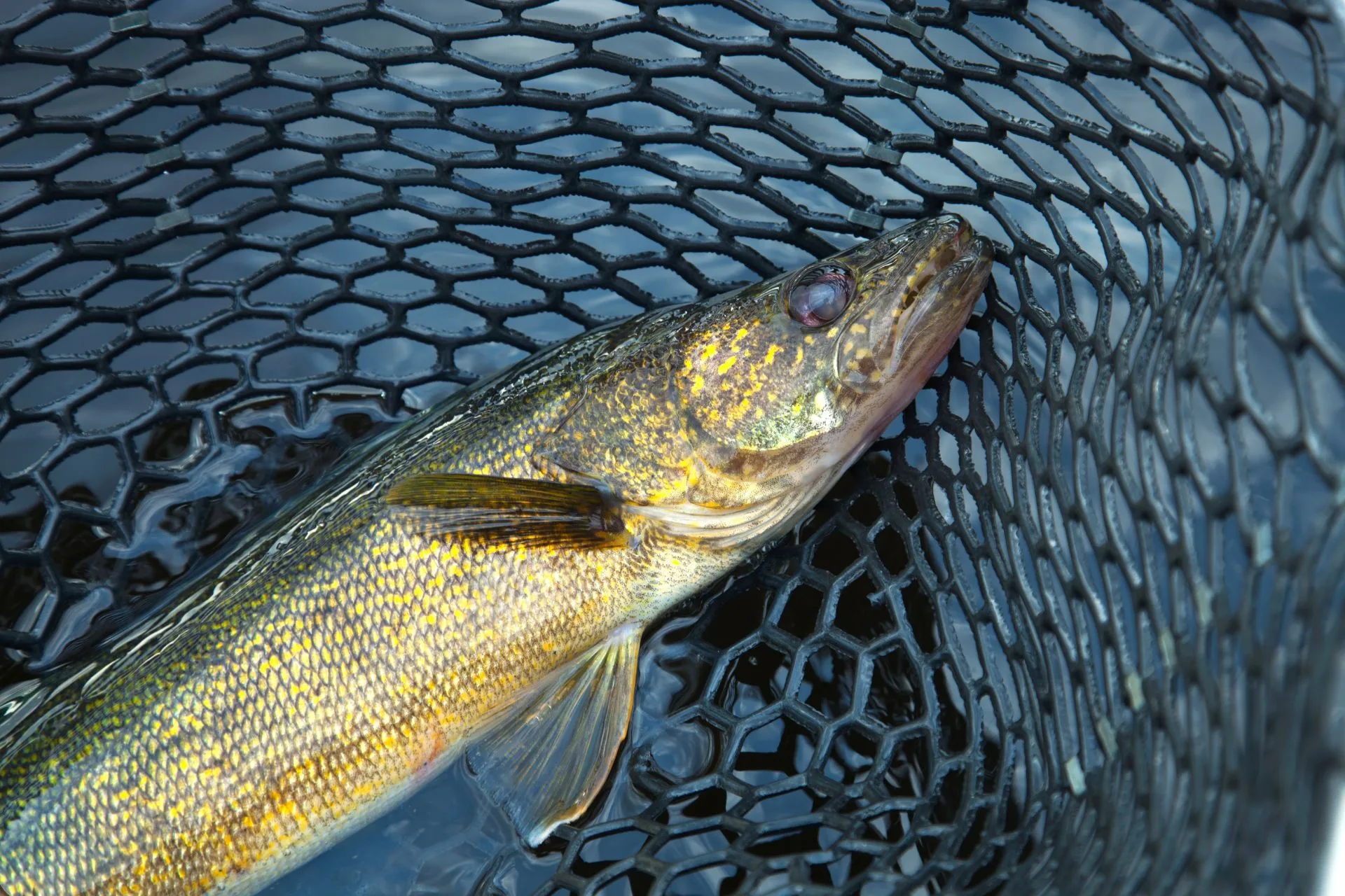 Exclusive Sneak Peek: Inside the 2025 Walleye Egg Collection and What’s Next for Montana Fishermen
