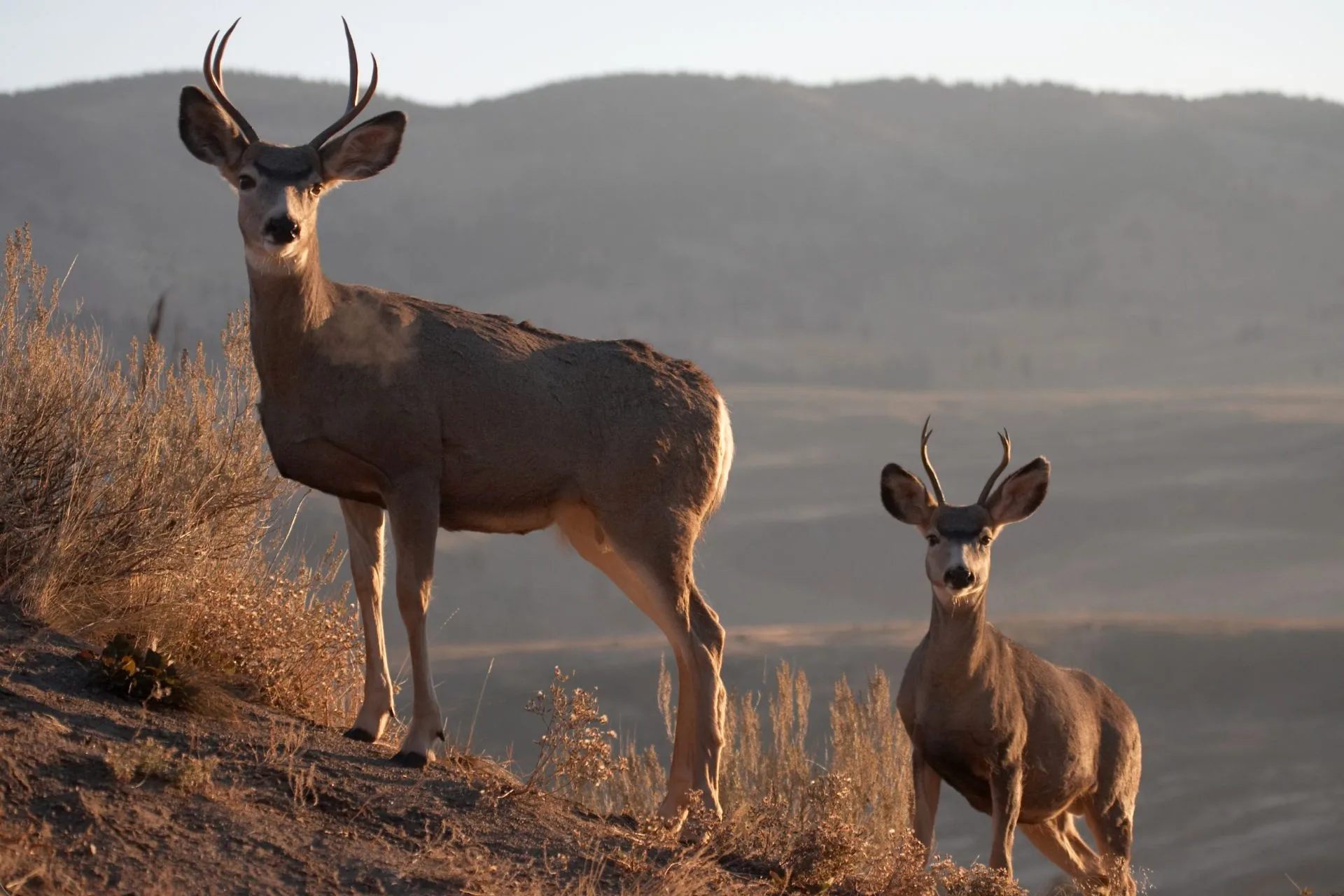 We want your input! FWP hosts statewide workshops to get input for new mule deer management plan