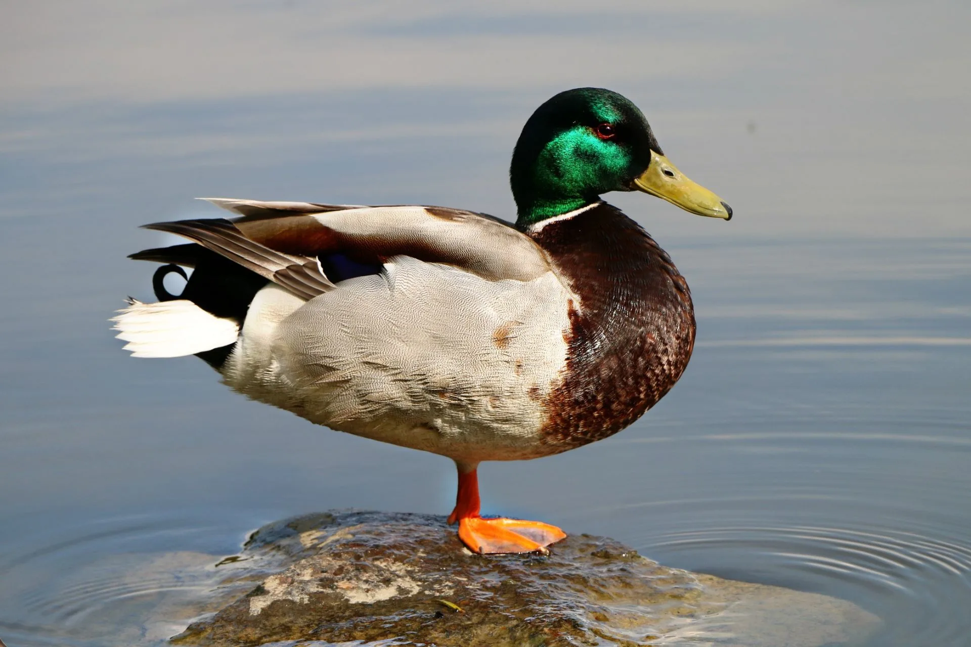 February 2025 Bighorn River waterfowl die-off linked to starvation