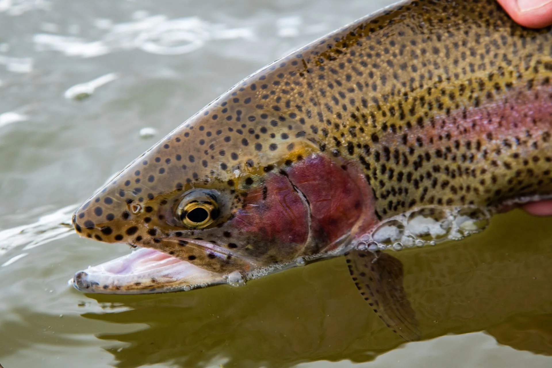 FWP Helena Area Reservoirs Fishing Report 5.5.25