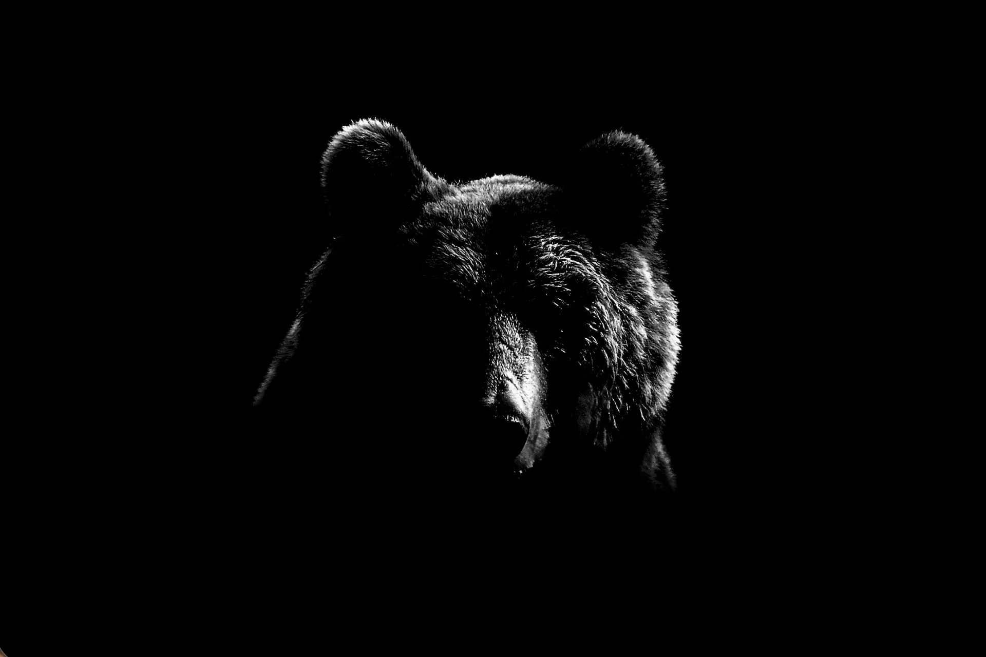 Grizzly Bear and Black Bear