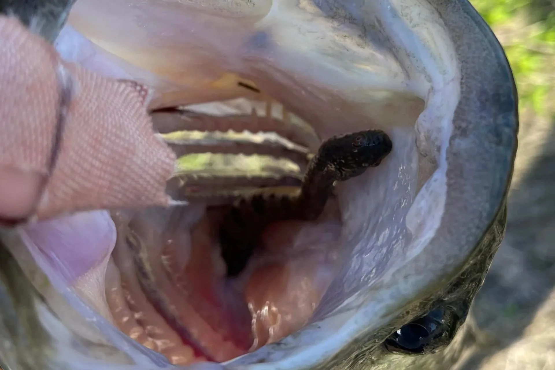 Caught a Bass, Found a Snake