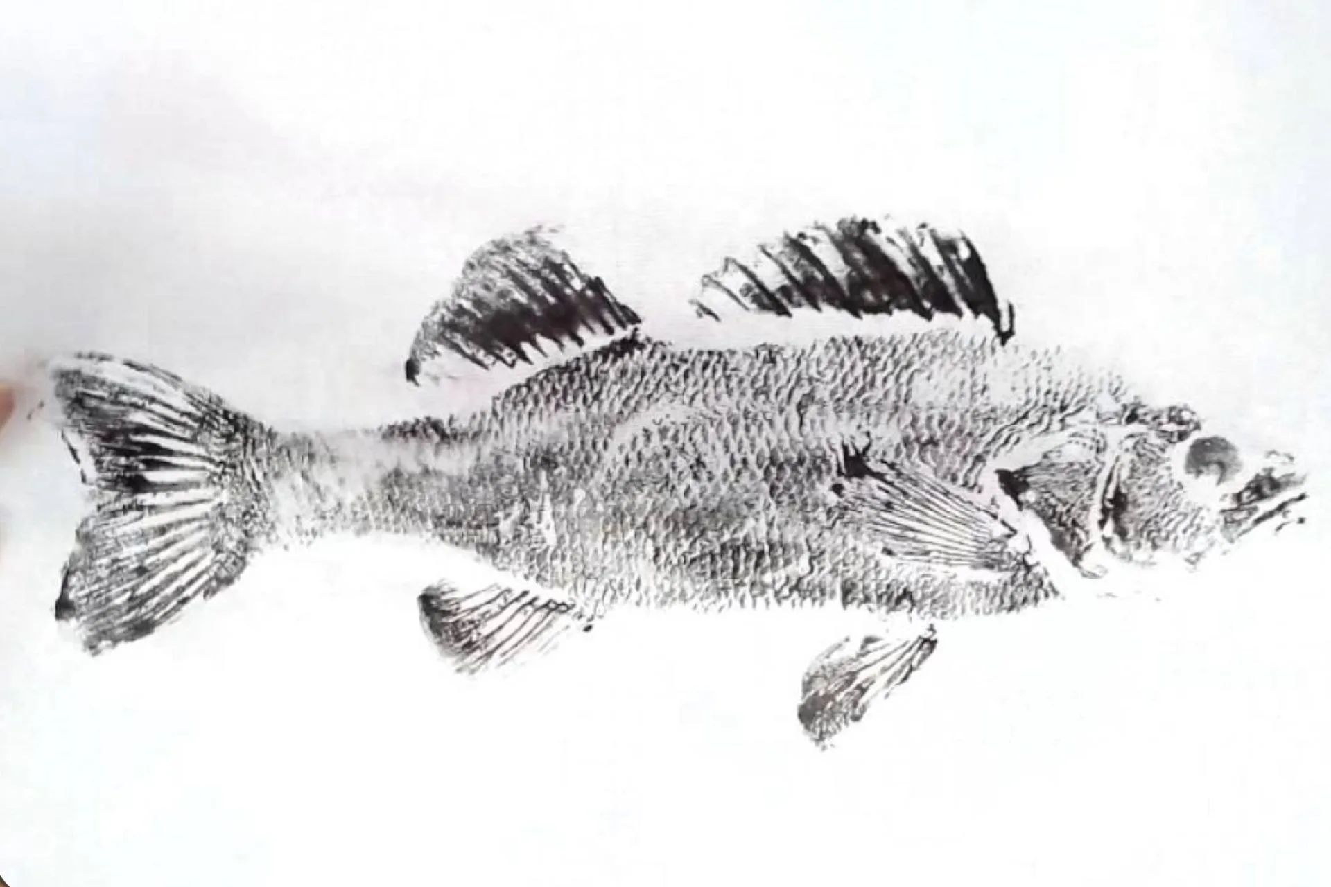 Wear Your Catch