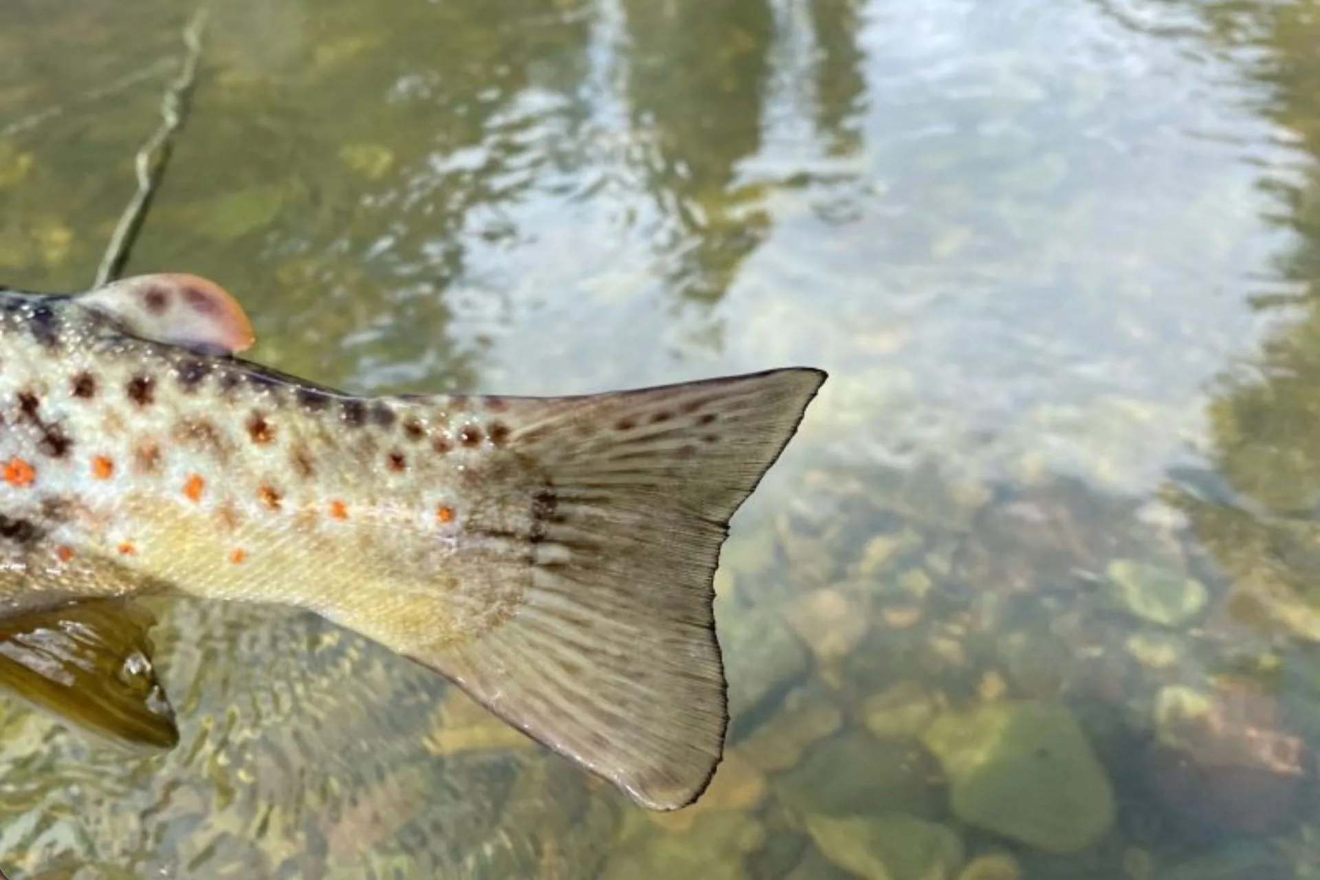 Glacier National Park Area Fishing Report 5.5.25