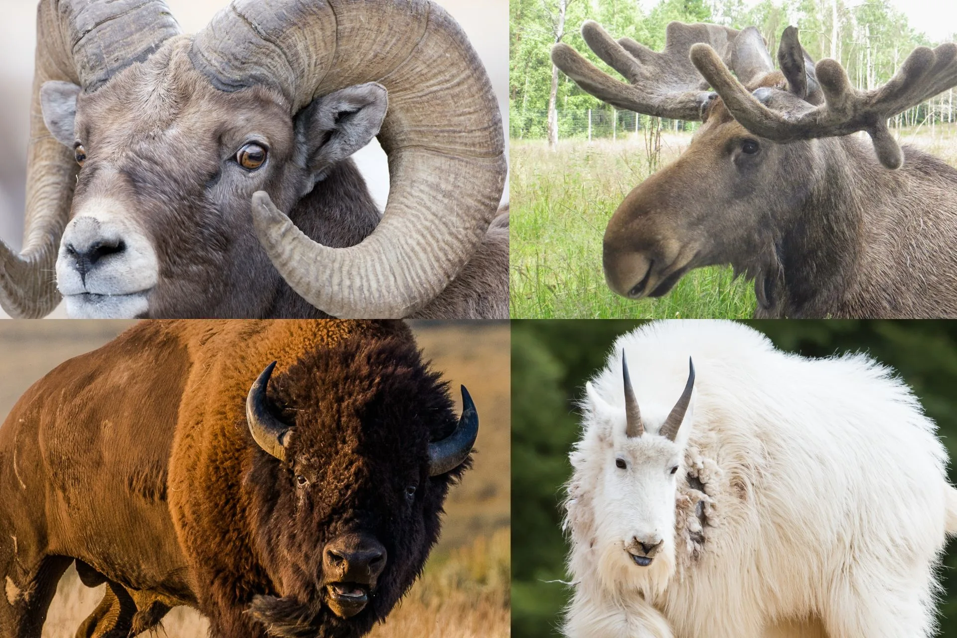 Drawing results for moose, sheep, goat and bison now available 